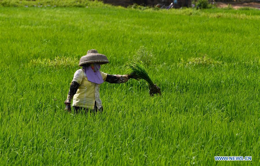 CHINA-HAINAN-WANNING-EARLY SPRING-FARM WORK (CN)