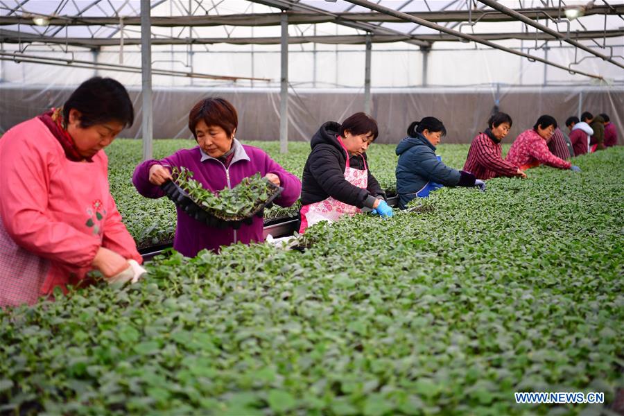 CHINA-SHAANXI-AGRICULTURE-GREENHOUSE (CN)