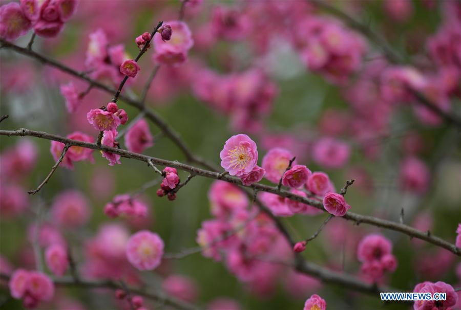 #CHINA-HUBEI-ENSHI-SPRING-FLOWERS (CN)