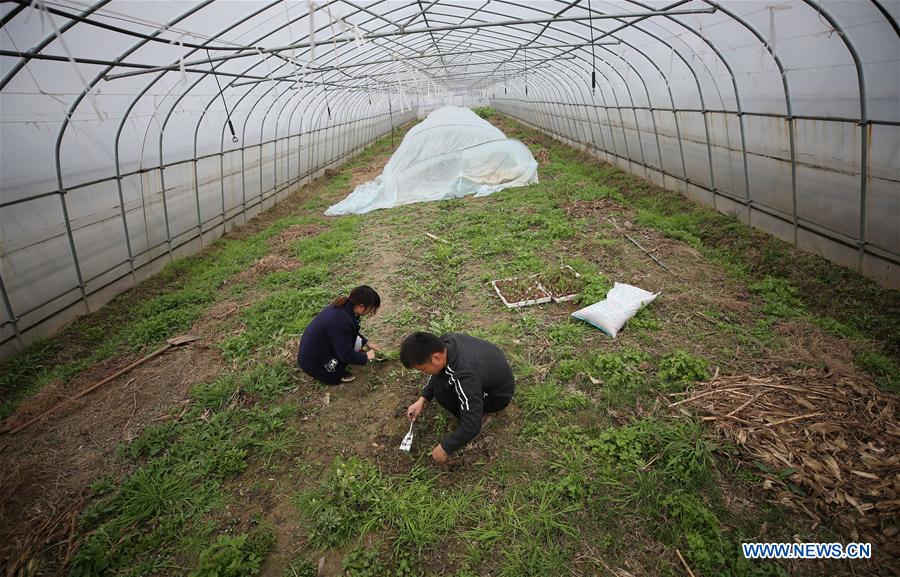 CHINA-JIANGSU-HIGHLY EDUCATED COUPLE-FARMING BUSINESS (CN)