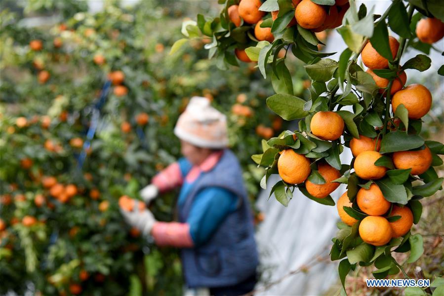 People busy harvesting oranges in SW China's Guizhou Xinhua English