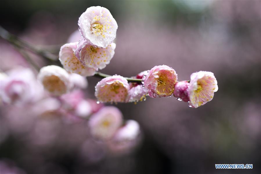 #CHINA-JIANGSU-TAIZHOU-PLUM FLOWERS (CN)