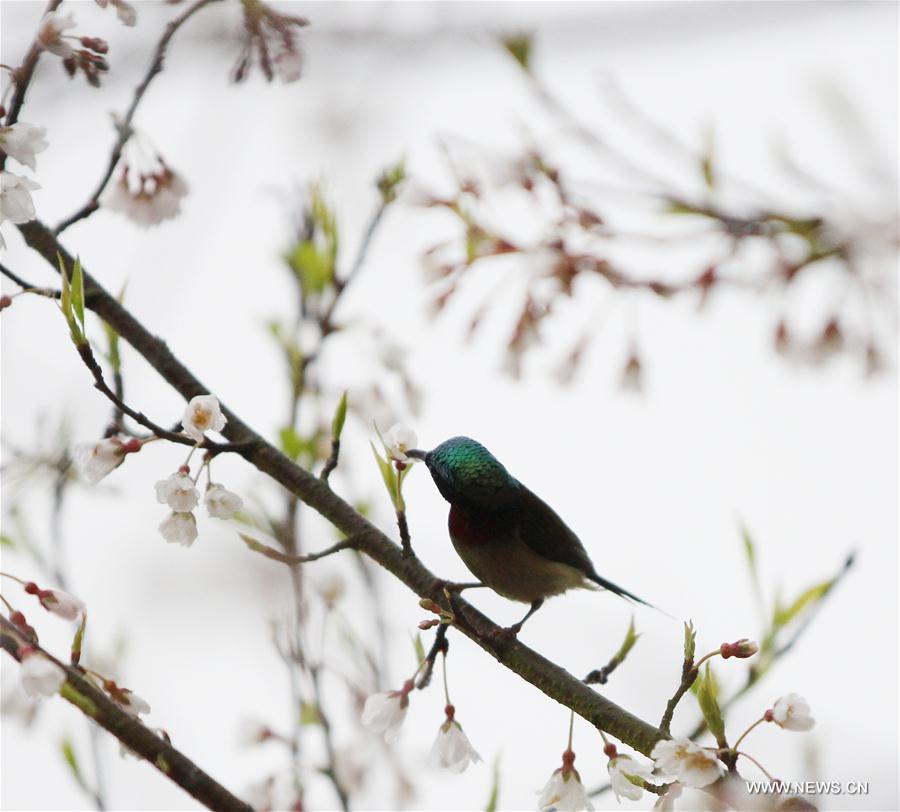 #CHINA-SPRING-SCENERY-BIRDS AND FLOWERS (CN)