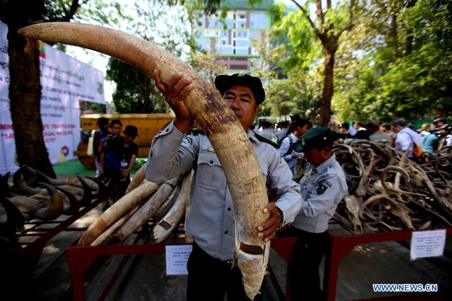 MYANMAR-YANGON-ELEPHANT IVORY AND WILDLIFE PARTS-DESTRUCTION