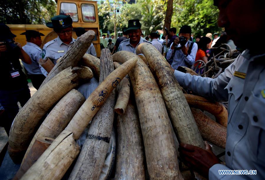 MYANMAR-YANGON-ELEPHANT IVORY AND WILDLIFE PARTS-DESTRUCTION