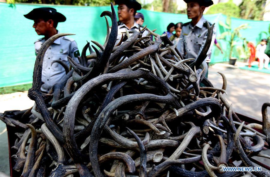 MYANMAR-YANGON-ELEPHANT IVORY AND WILDLIFE PARTS-DESTRUCTION