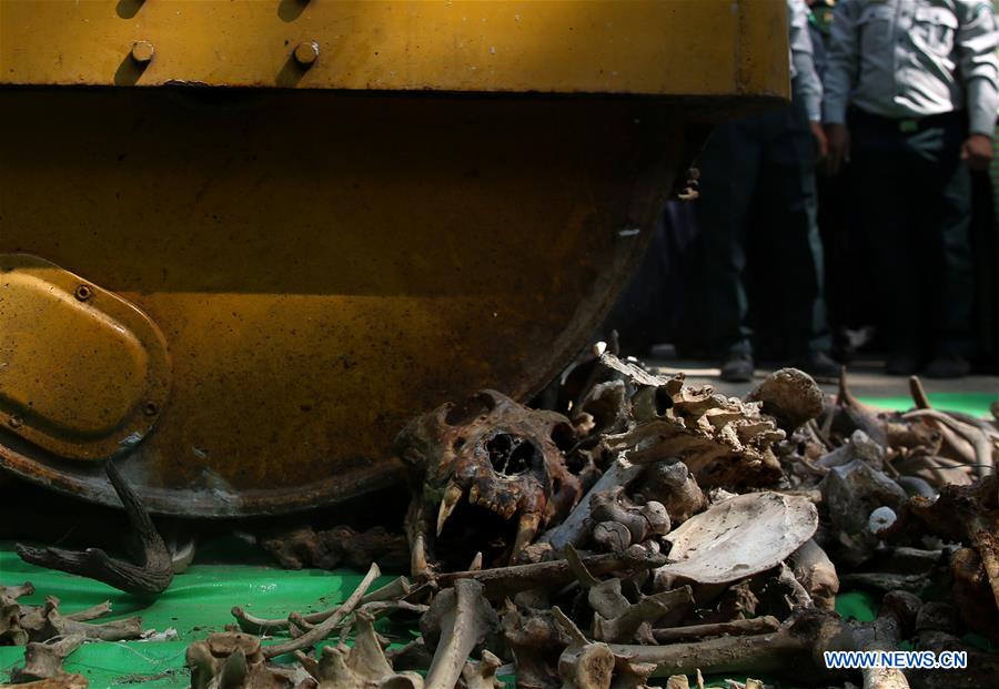 MYANMAR-YANGON-ELEPHANT IVORY AND WILDLIFE PARTS-DESTRUCTION