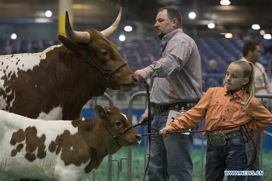 U.S.-HOUSTON-LIVESTOCK SHOW-TEXAS LONGHORN CONTEST