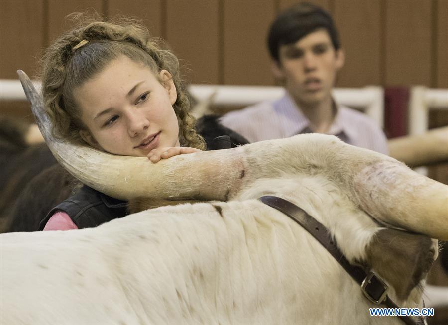 U.S.-HOUSTON-LIVESTOCK SHOW-TEXAS LONGHORN CONTEST