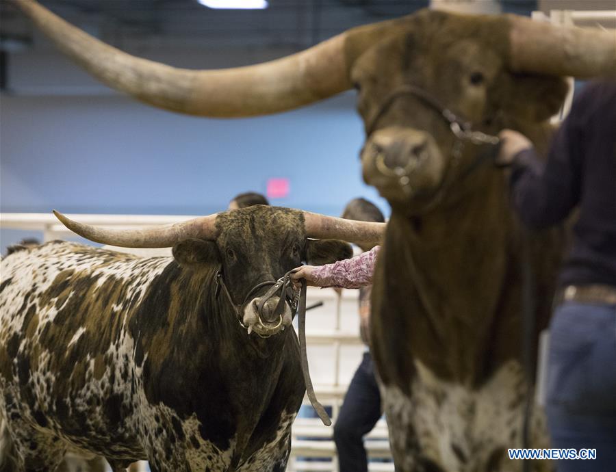 U.S.-HOUSTON-LIVESTOCK SHOW-TEXAS LONGHORN CONTEST