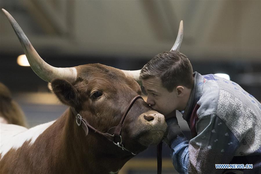 U.S.-HOUSTON-LIVESTOCK SHOW-TEXAS LONGHORN CONTEST