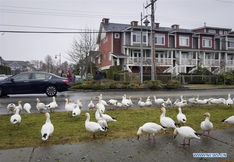 CANADA-VANCOUVER-SNOW GEESE