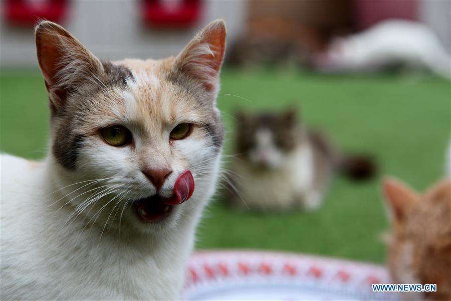 MIDEAST-HEBRON-CATS-SHELTER