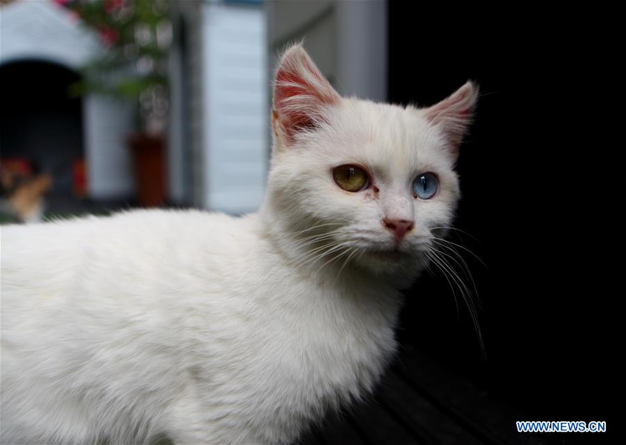 MIDEAST-HEBRON-CATS-SHELTER