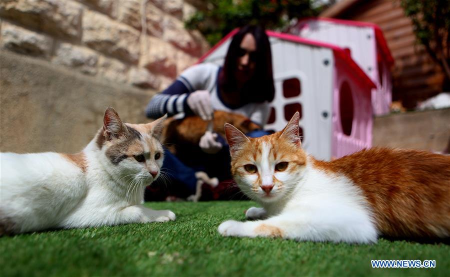 MIDEAST-HEBRON-CATS-SHELTER