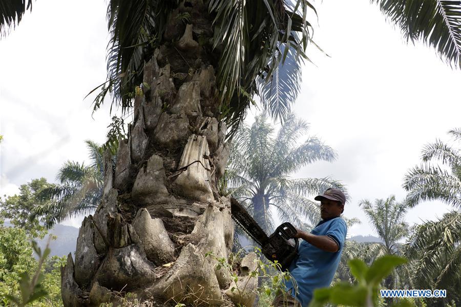 INDONESIA-ACEH-ILLEGAL PALM OIL TREE-CUTTING DOWN