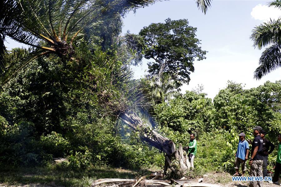INDONESIA-ACEH-ILLEGAL PALM OIL TREE-CUTTING DOWN