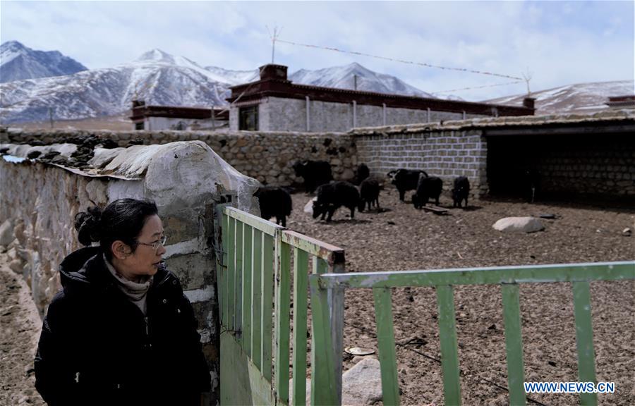 (InTibet) CHINA-TIBET-POVERTY ALLEVIATION-WOMEN SCIENTIST-YAK-RESEARCH (CN)