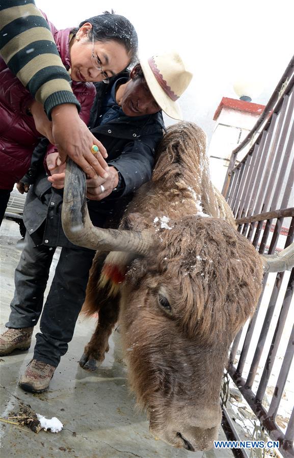 (InTibet) CHINA-TIBET-POVERTY ALLEVIATION-WOMEN SCIENTIST-YAK-RESEARCH (CN)