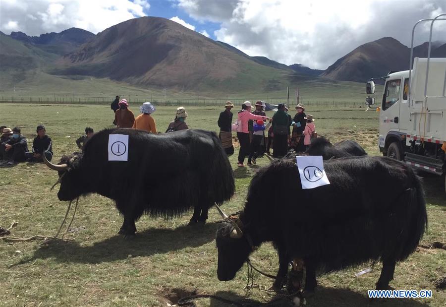 (InTibet) CHINA-TIBET-POVERTY ALLEVIATION-WOMEN SCIENTIST-YAK-RESEARCH (CN)