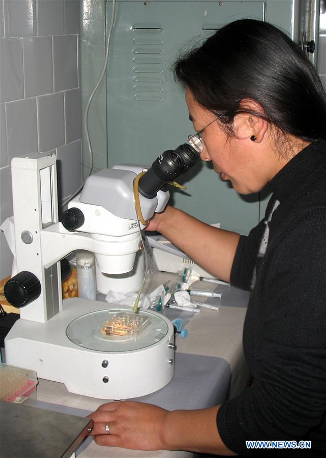 (InTibet) CHINA-TIBET-POVERTY ALLEVIATION-WOMEN SCIENTIST-YAK-RESEARCH (CN)