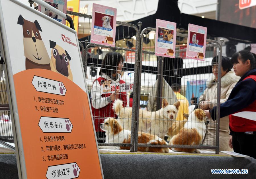 CHINA-SHANDONG-QINGDAO-ANIMAL-ADOPTION (CN)