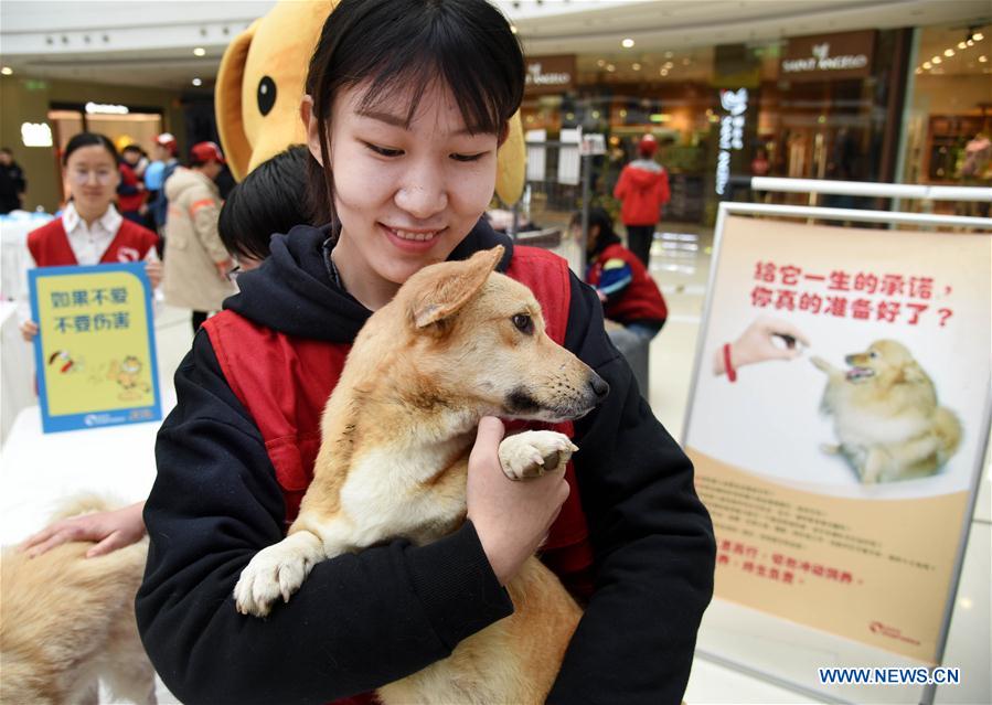 CHINA-SHANDONG-QINGDAO-ANIMAL-ADOPTION (CN)