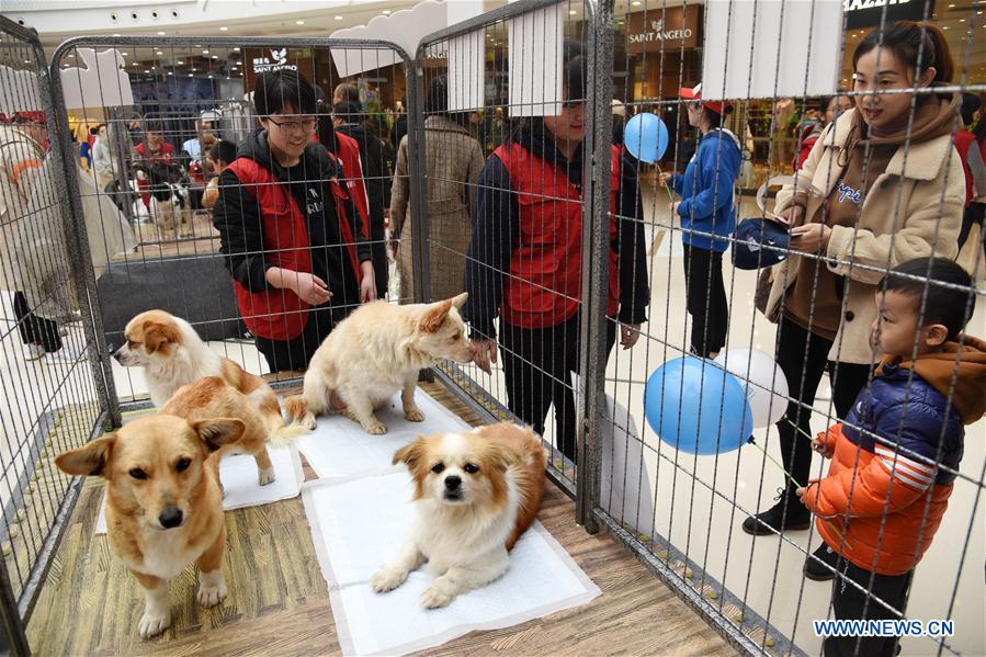 CHINA-SHANDONG-QINGDAO-ANIMAL-ADOPTION (CN)