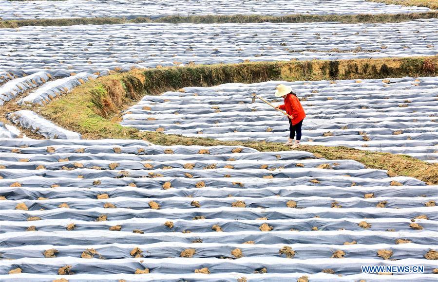 #CHINA-SPRING-FARM WORK (CN)