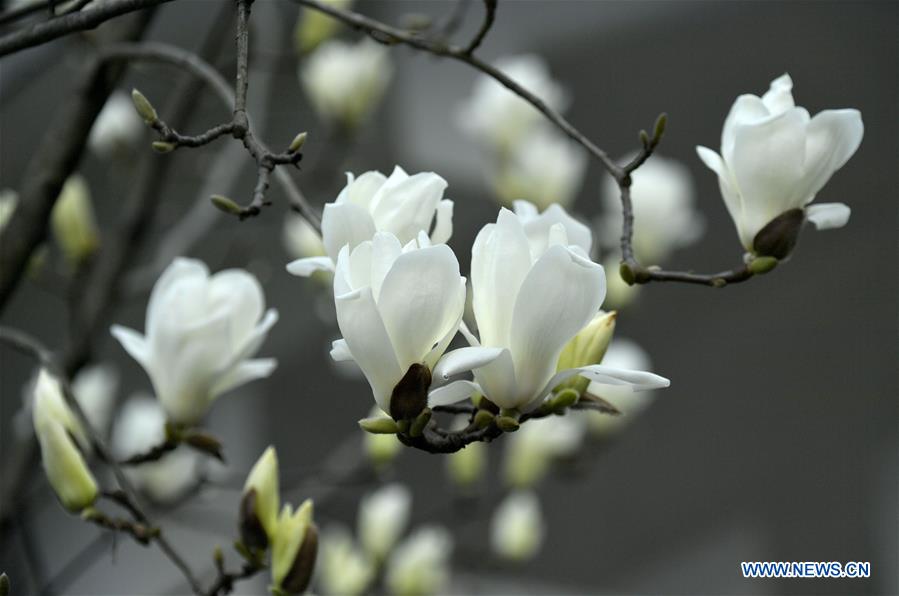 CHINA-SPRING-FLOWERS (CN)