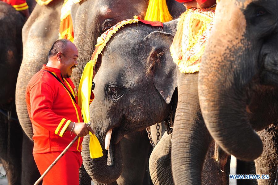 THAILAND-AYUTTHAYA-ELEPHANT DAY-CELEBRATION