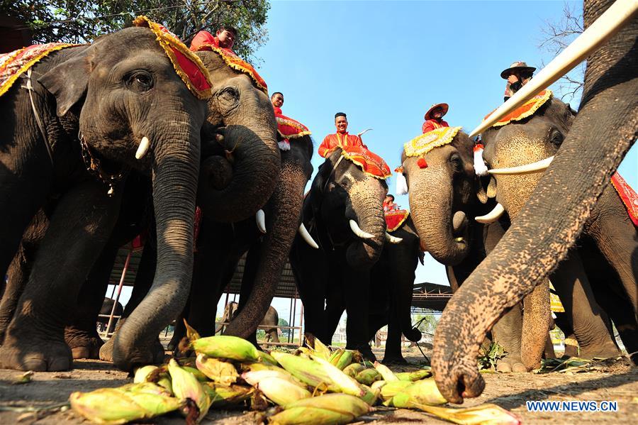 THAILAND-AYUTTHAYA-ELEPHANT DAY-CELEBRATION