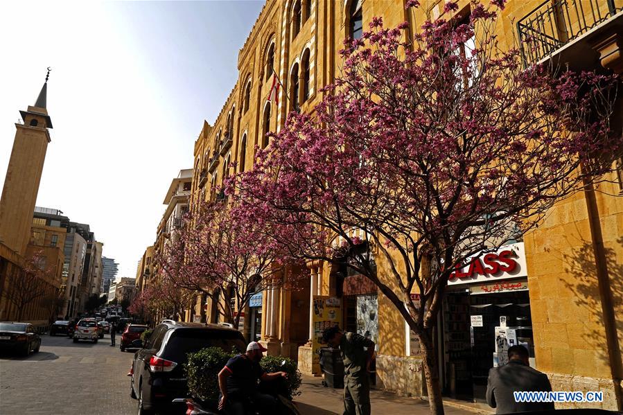 Flowers bloom in Beirut, Lebanon Xinhua English.news.cn