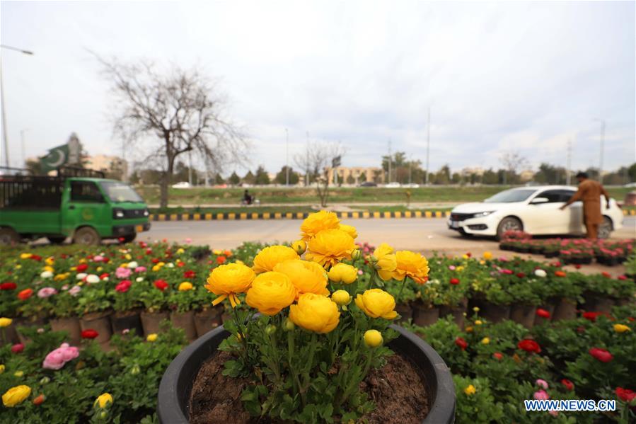 PAKISTAN-ISLAMABAD-SPRING-FLOWER NURSERY