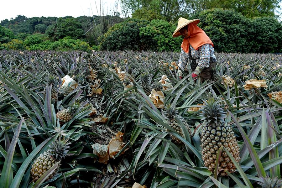 CHINA-KAOHSIUNG-PINEAPPLE-HARVEST (CN)