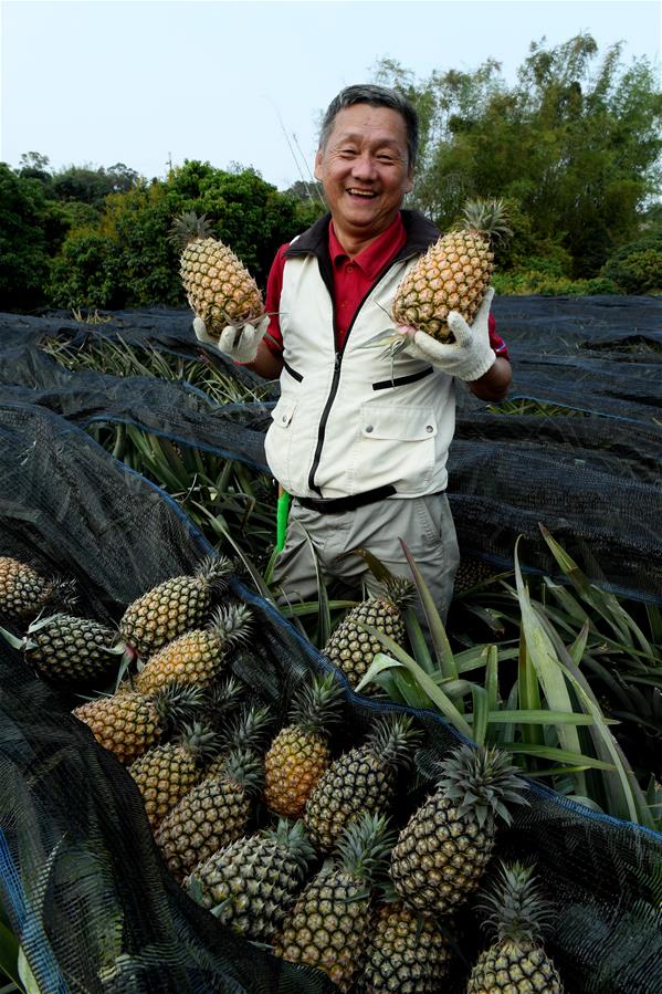 CHINA-KAOHSIUNG-PINEAPPLE-HARVEST (CN)