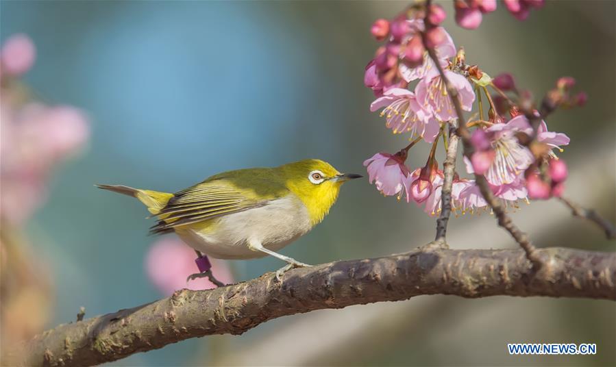 #CHINA-SPRING-BIRD (CN)