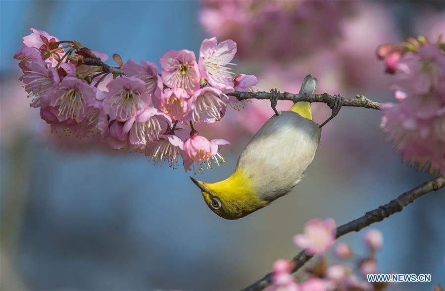 #CHINA-SPRING-BIRD (CN)