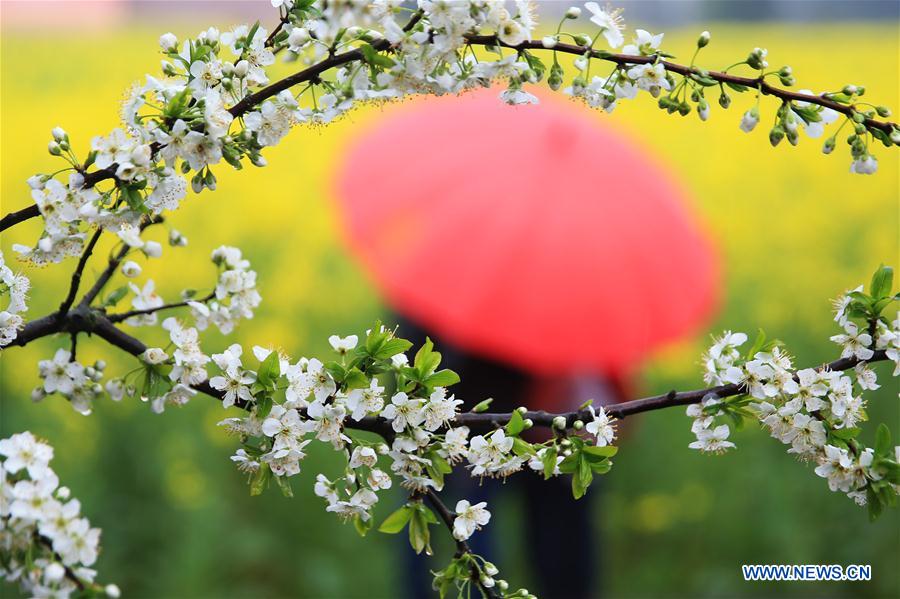 #CHINA-HUNAN-SPRING-FLOWER-RAIN (CN)