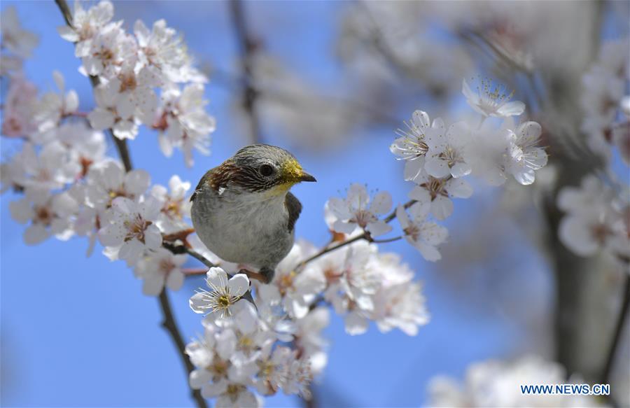 #CHINA-HUBEI-SPRING-FLOWER-BIRD (CN)