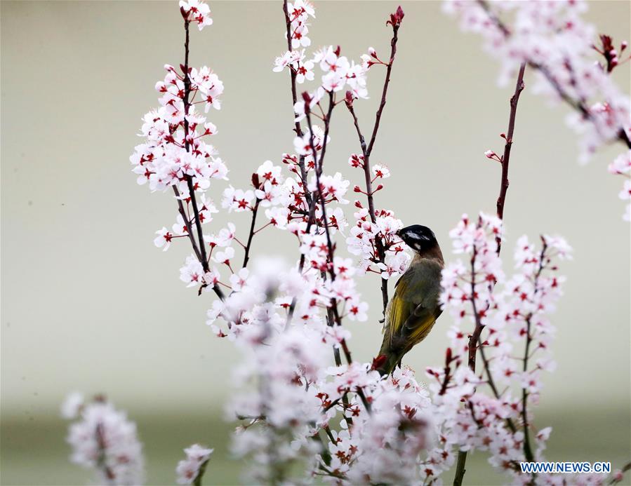 #CHINA-GUIZHOU-SPRING-BIRD (CN)
