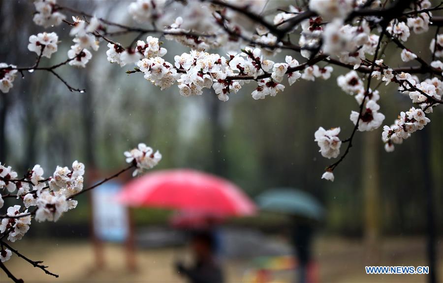 #CHINA-SHANDONG-SPRING-FLOWERS (CN)