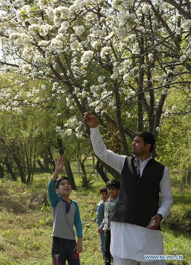 PAKISTAN-ISLAMABAD-SPRING-FLOWER