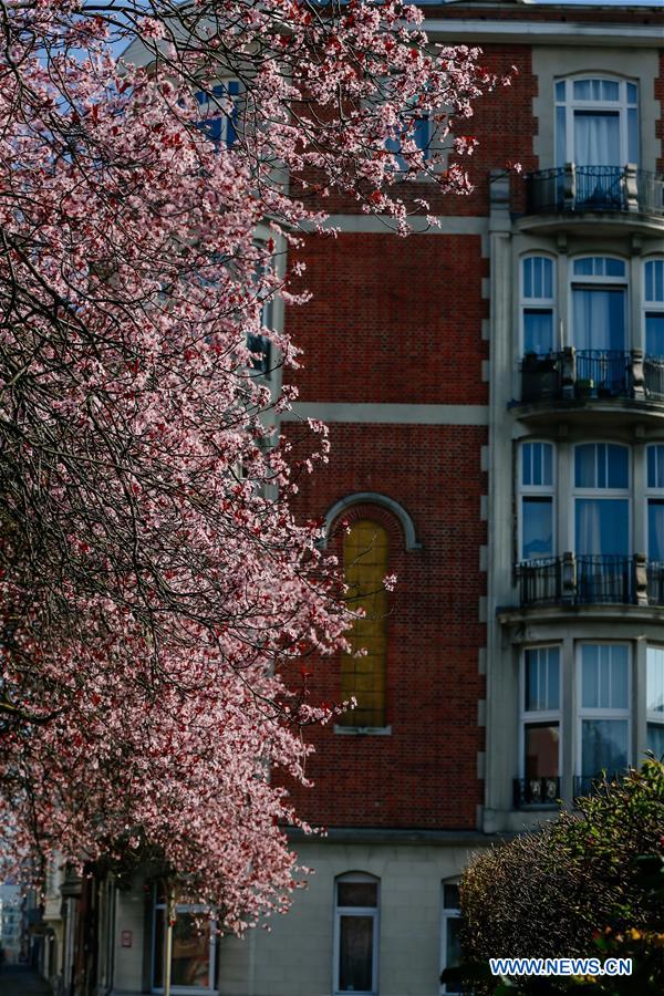 BELGIUM-BRUSSELS-SPRING-FLOWERS