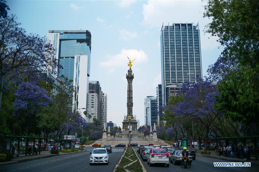 MEXICO-MEXICO CITY-JACARANDA-BLOSSOMS