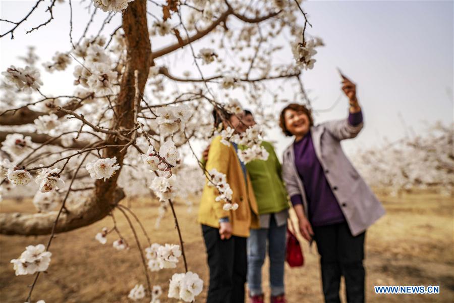 CHINA-XINJIANG-SPRING-APRICOT FLOWERS (CN)