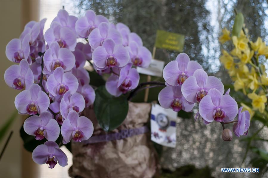 HUNGARY-BUDAPEST-ASIAN ORCHIDS EXHIBITION