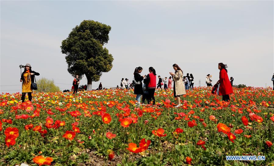 CHINA-SHANGHAI-SPRING (CN)