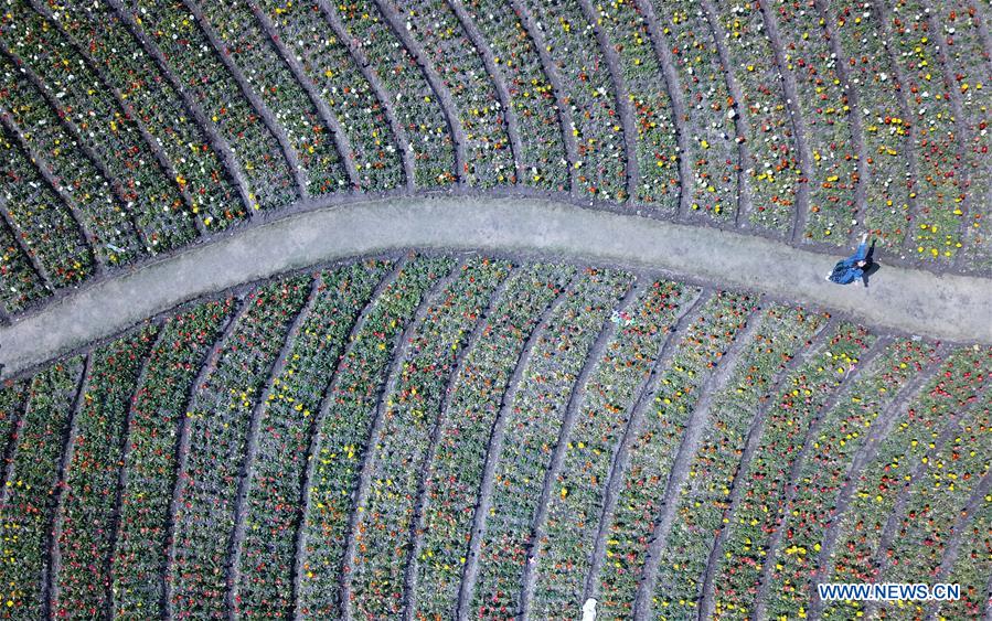 CHINA-SHANGHAI-SPRING (CN)