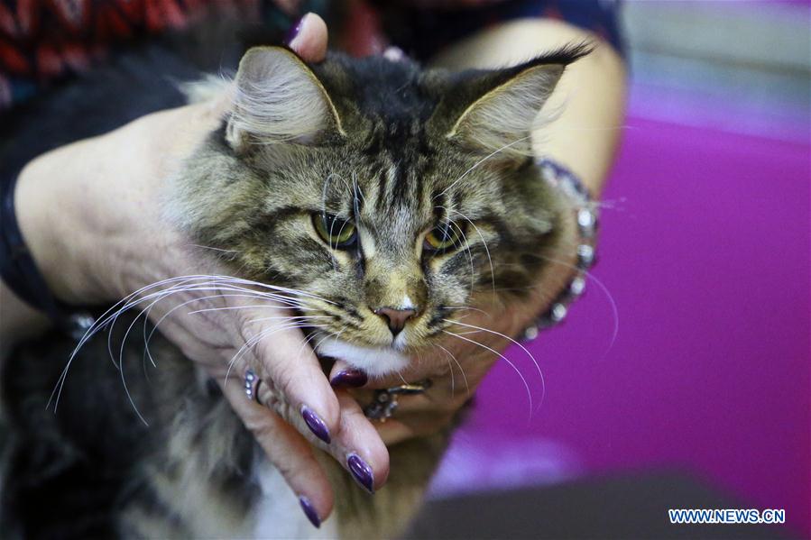 ROMANIA-BUCHAREST-FELINE CONTEST